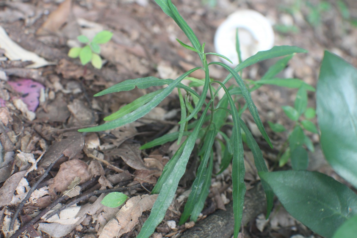 Andrographis alata (Vahl) Nees